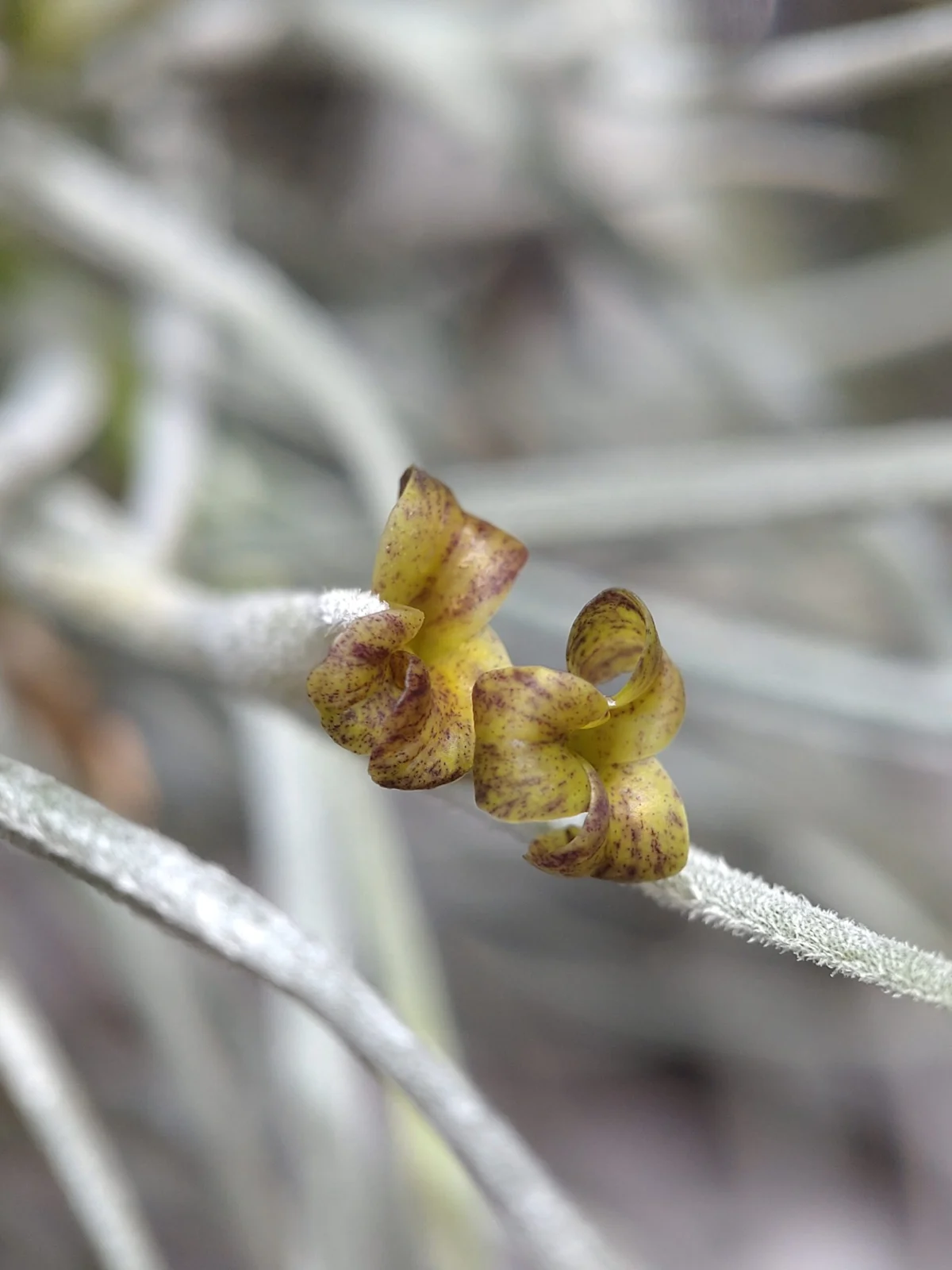 ティランジア クロカータ ‘ブランディワイン’
