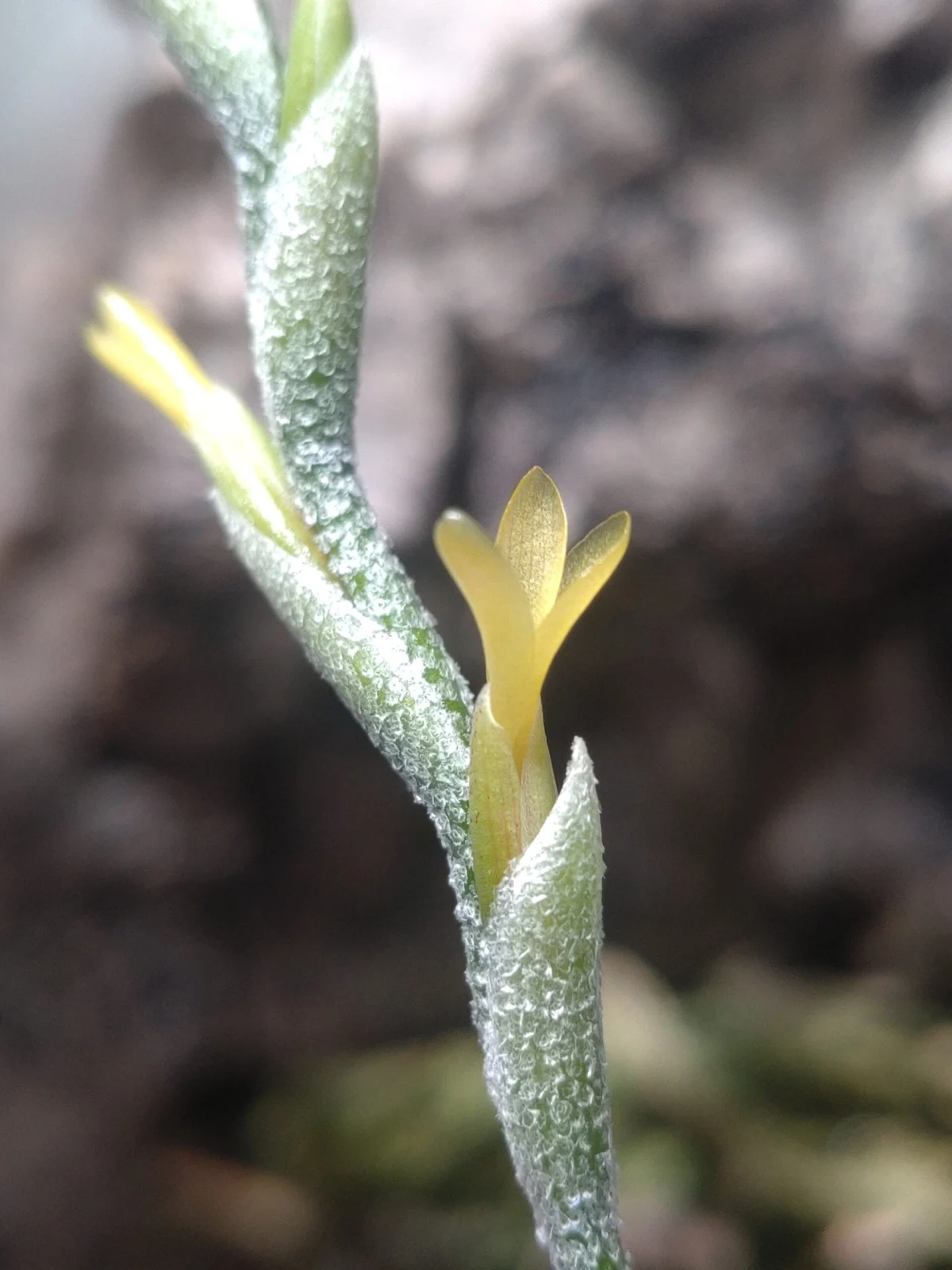 ティランジア ロリアセア