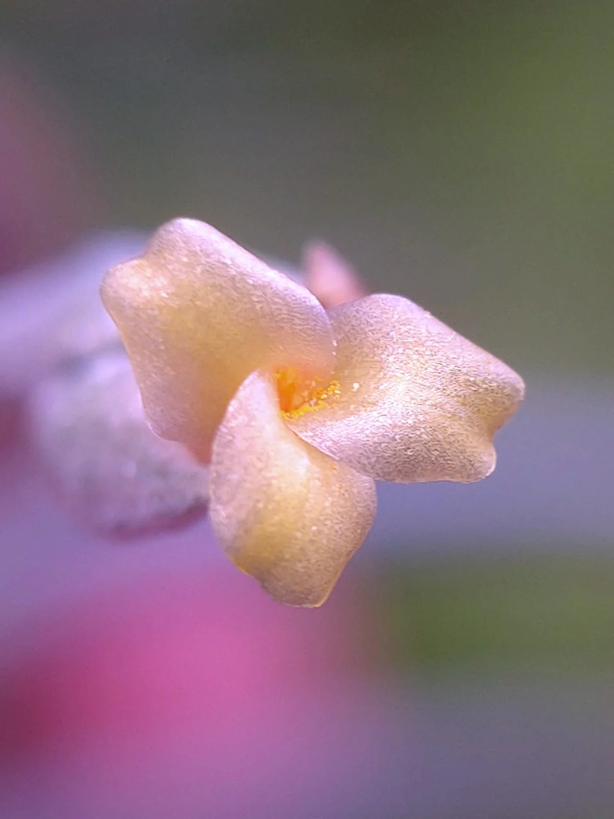 ティランジア マンドニー