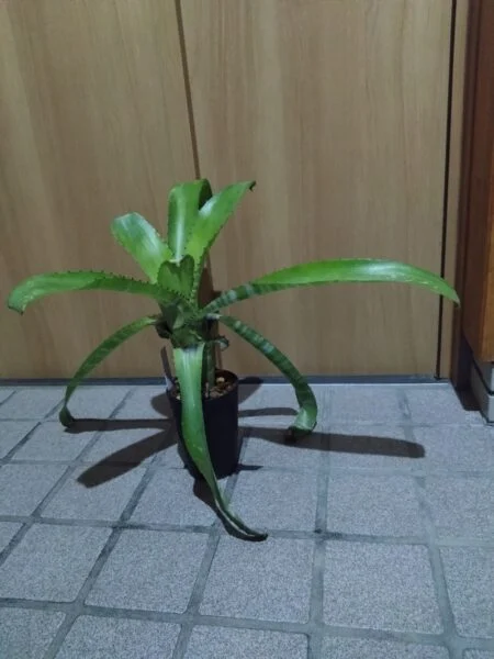 ビルベルギア ホリダ ホリダ