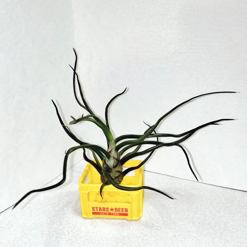 ティランジア　壺型　札落ち