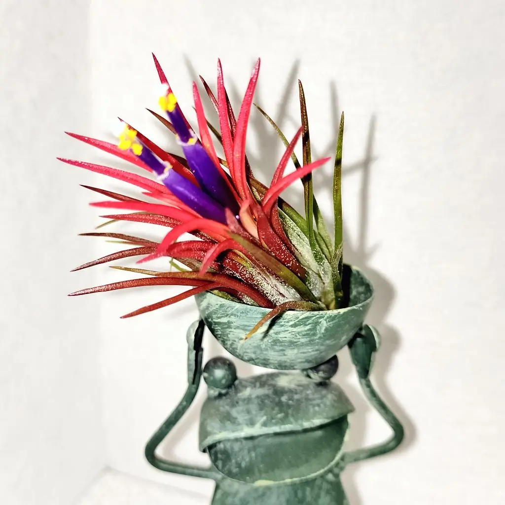 ティランジア　イオナンタ　札落ち