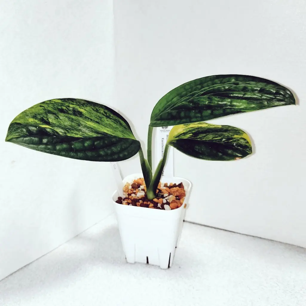 モンステラ カルステニアナム 斑入り バリエガータ