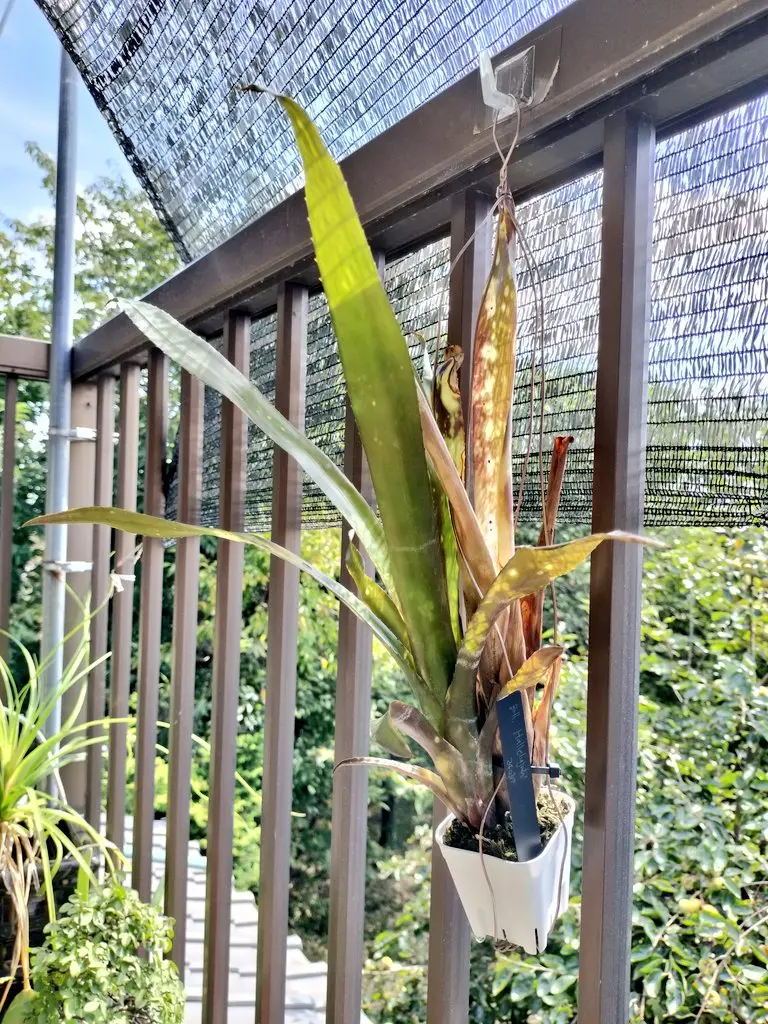 ビルベルギア　ハレルヤ