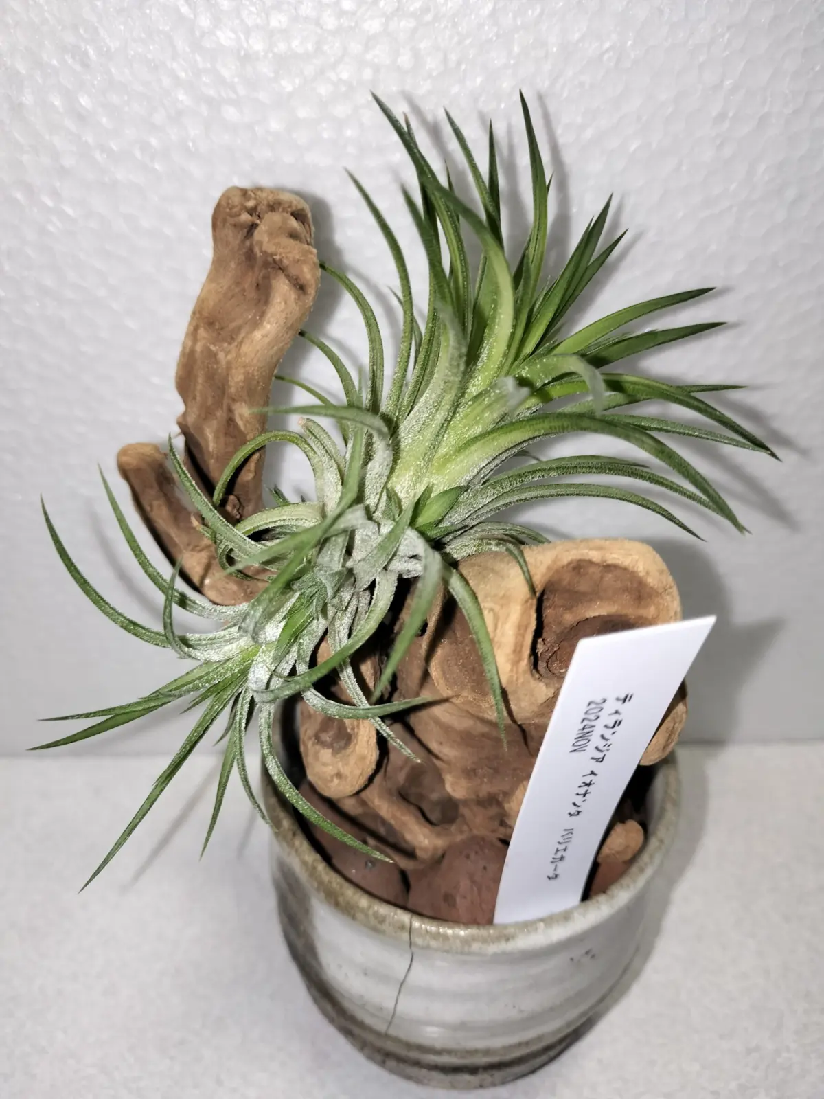 ティランジア　イオナンタ　バリエガータ