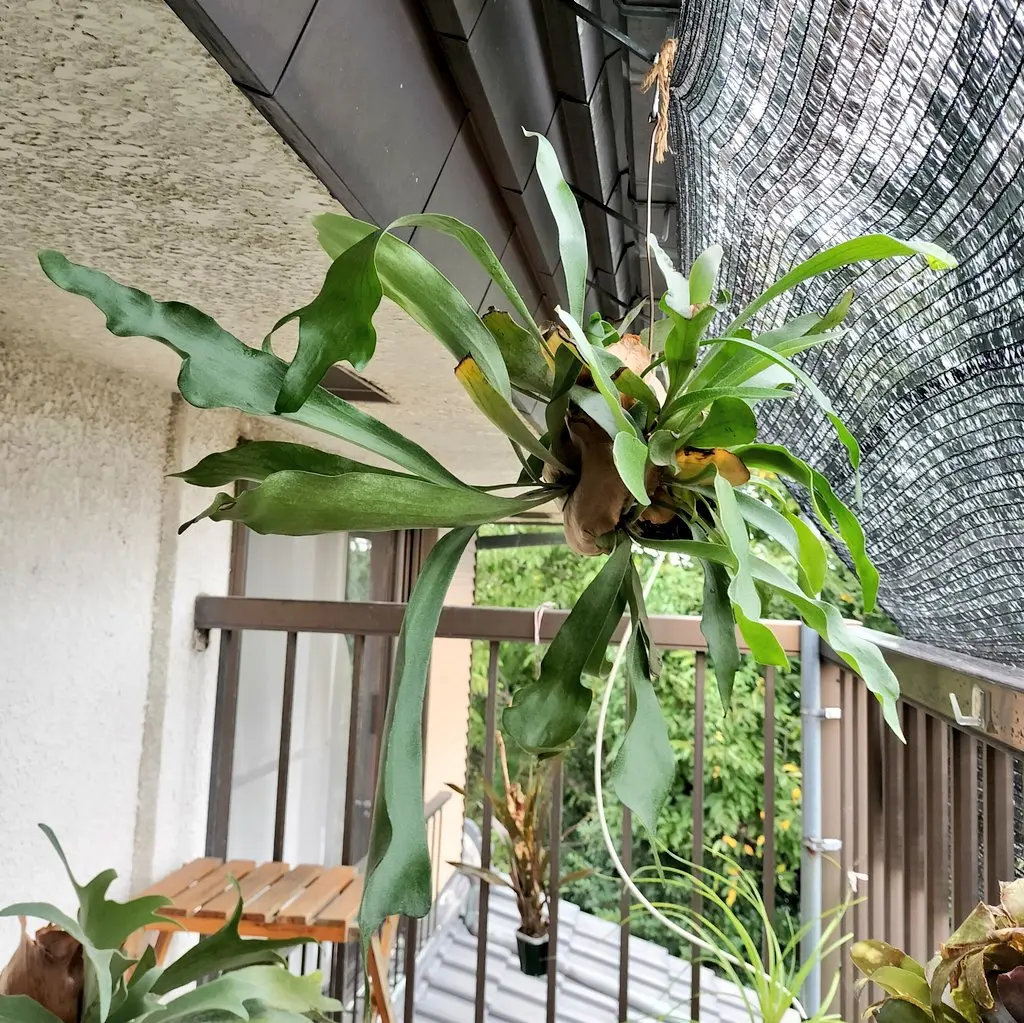 ビカクシダ　ネザーランド　苔玉　ボーボー