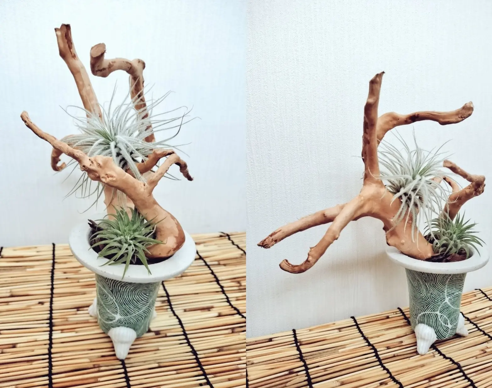 ティランジア　テクトラム　イオナンタ　錦鉢に流木仕立て