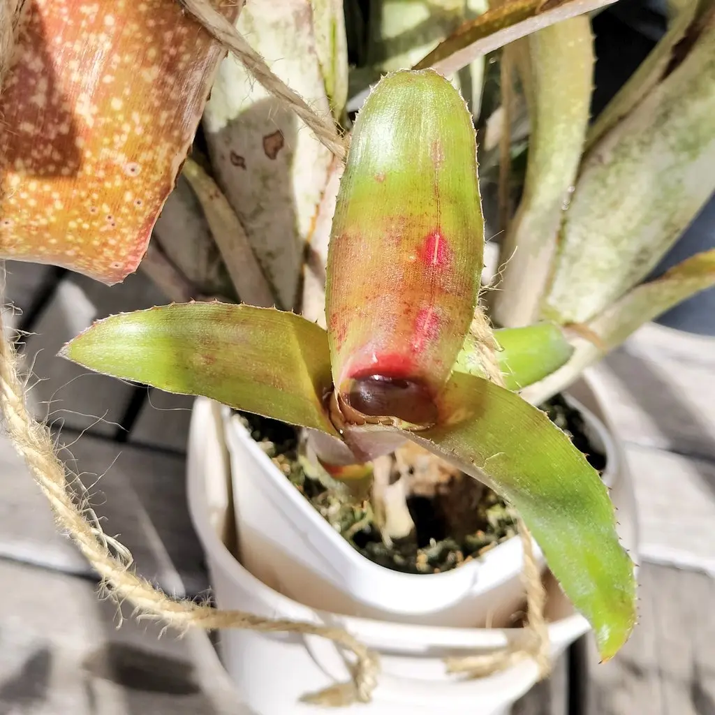 タンクブロメリア　テキサスサンセット