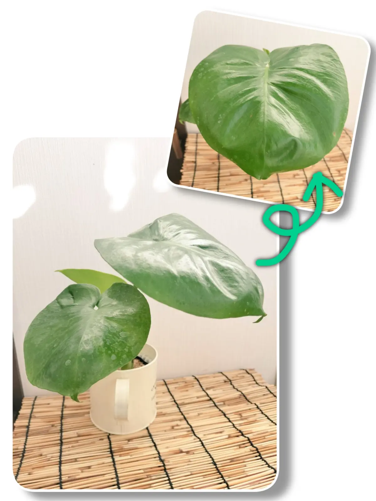 モンステラ　デリシオーサ