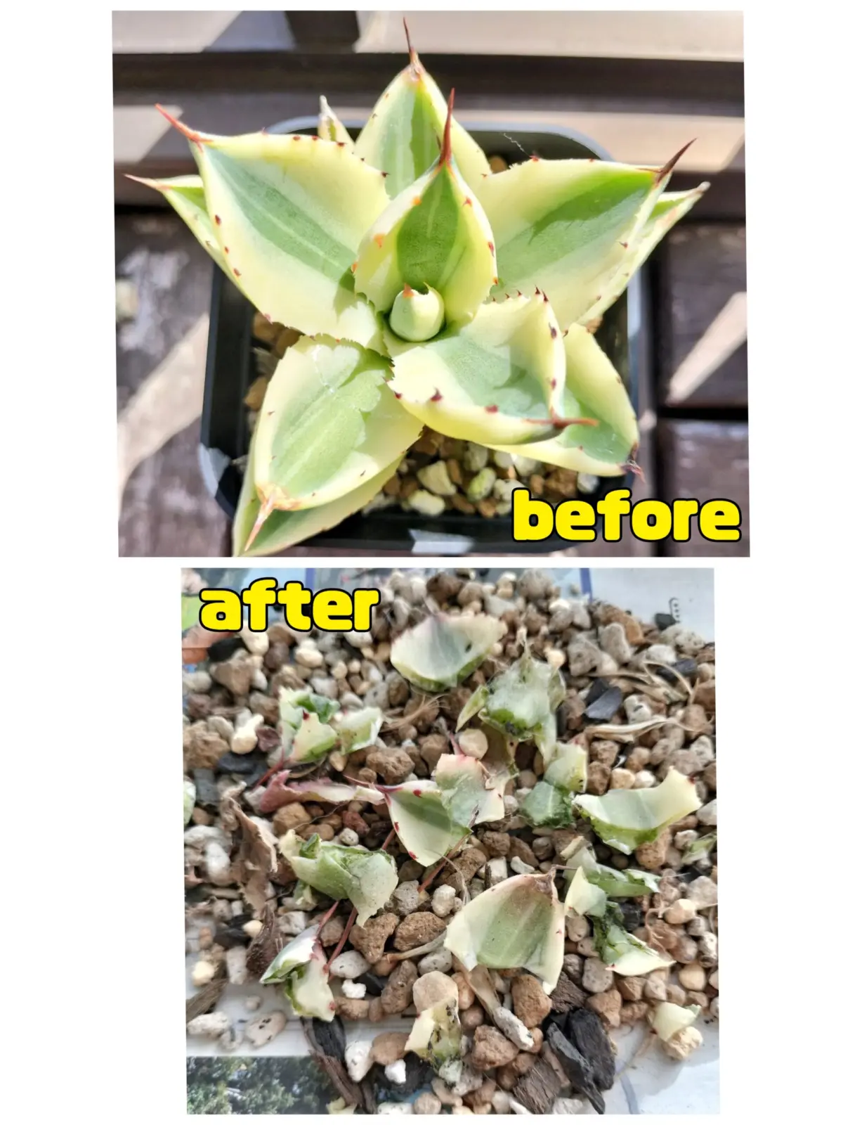 アガベ スーパークラウン