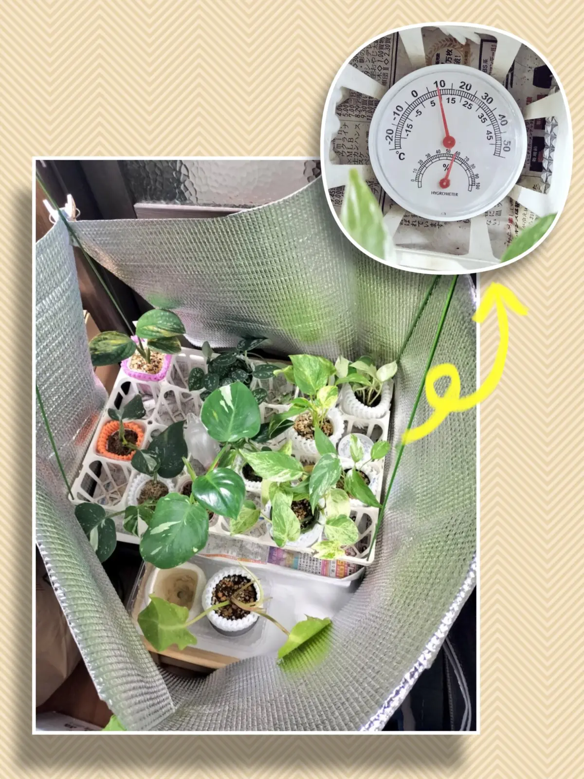 フィロデンドロン　ホワイトウィザード　他ポトス等々のダサい園芸