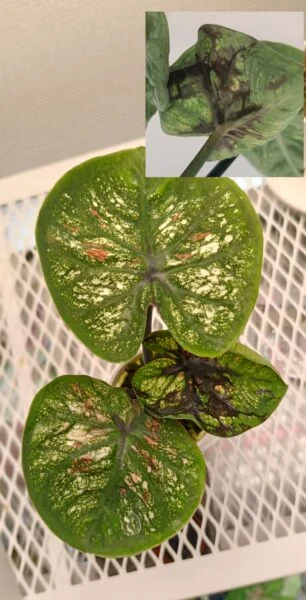 カラジウム　薬害？