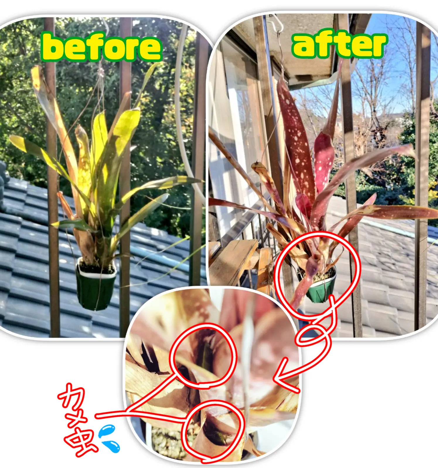 ビルベルギア　ハレルヤ