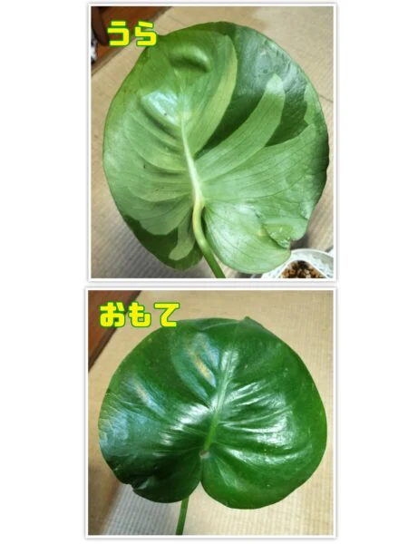 モンステラ　デリシオーサ