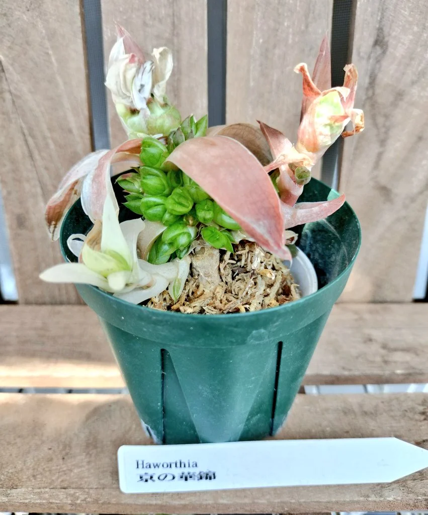 ハオルチア　京の華錦