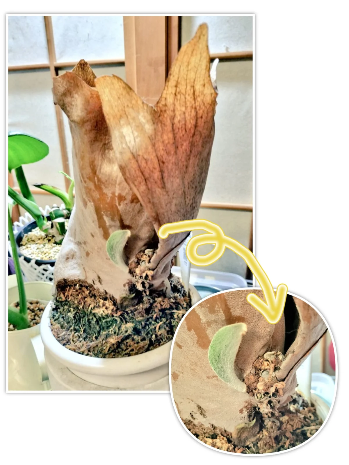 ビカクシダ ビフルカツム