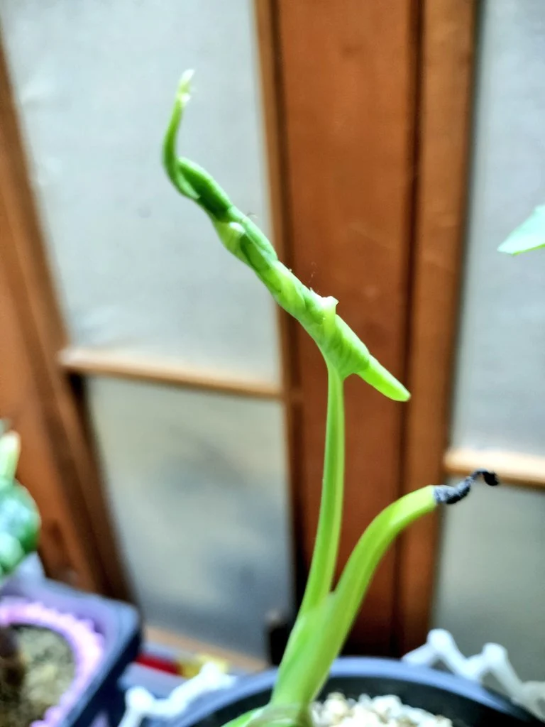 斑入りモンステラ