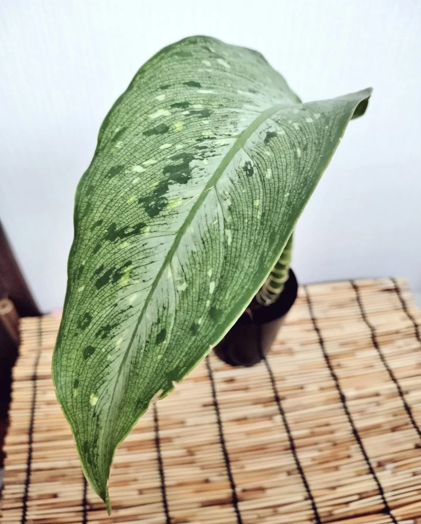 ディフェンバキア　メモリア・コルシー