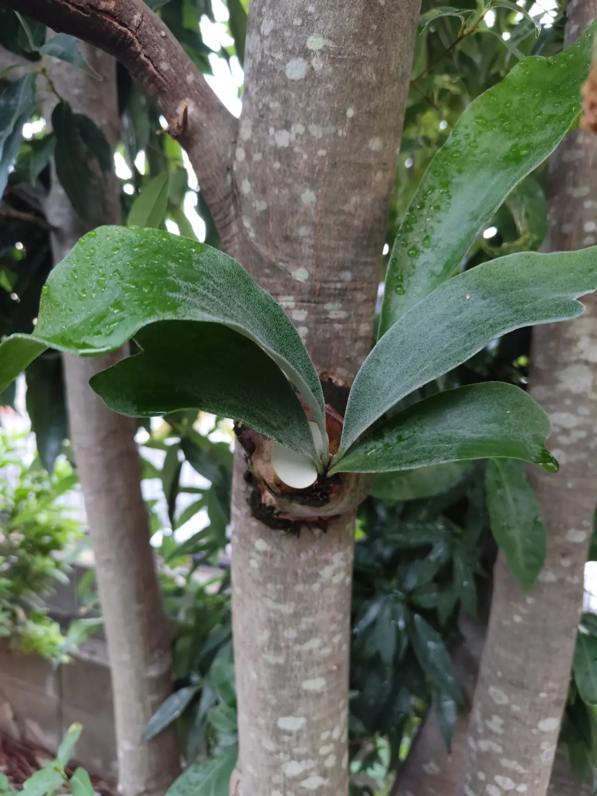 ビカクシダ・ネザーランド