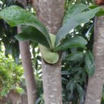 niziiro kuwagataのアバター