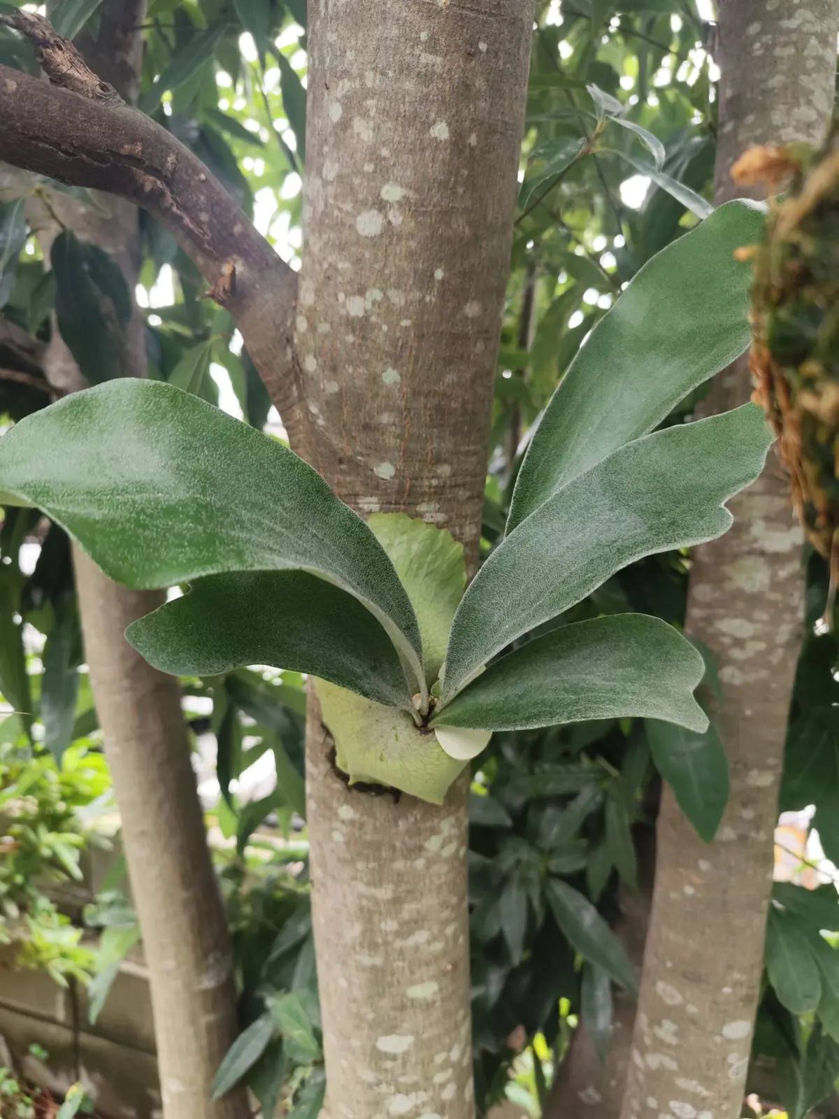 ビカクシダ　ネザーランド