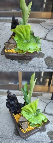 ビカクシダ　ワンダエ