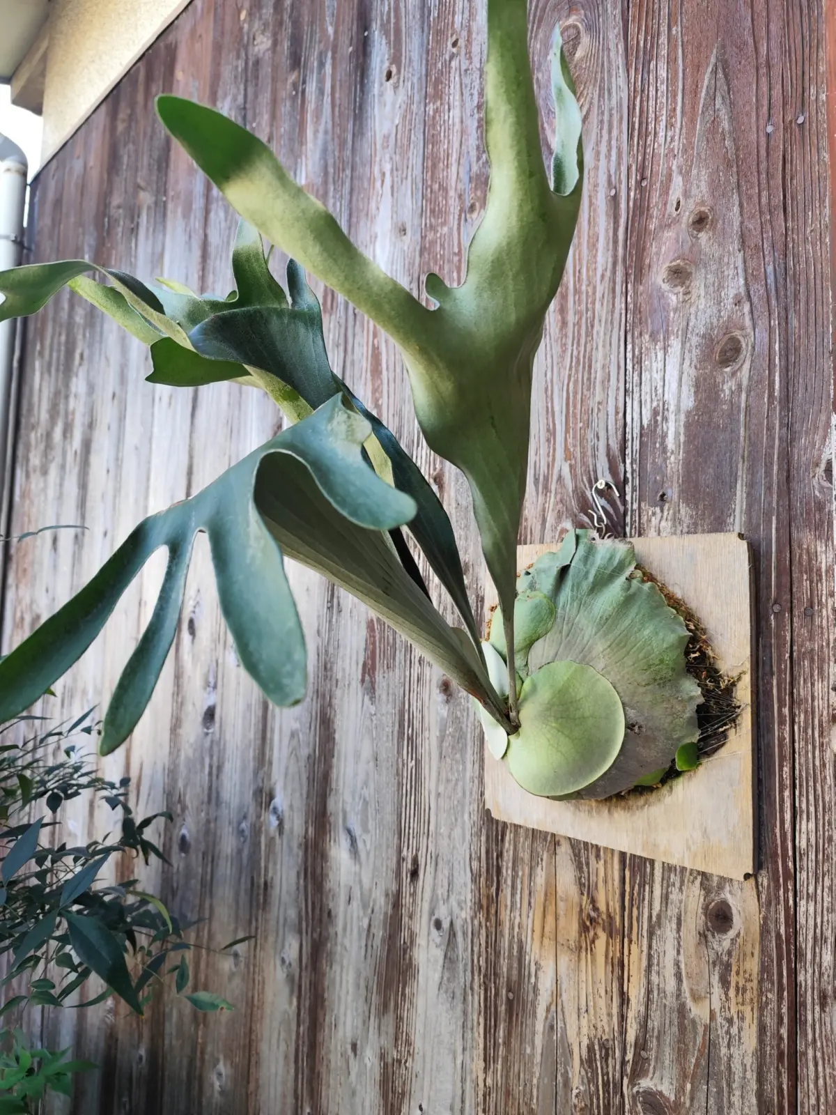 ビカクシダ・ネザーランド