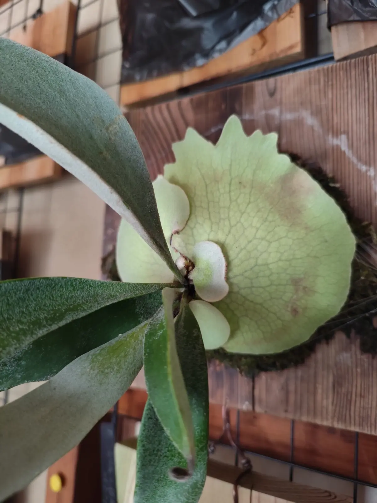 ビカクシダ、ベイチー