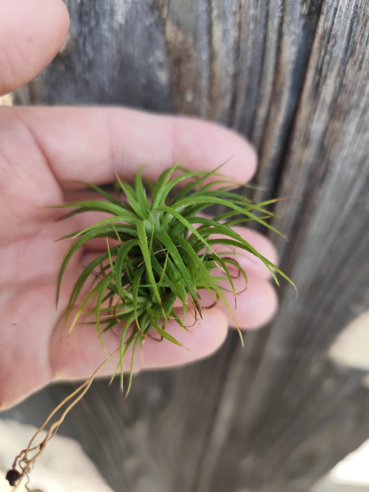 ティランジア・イオナンタ