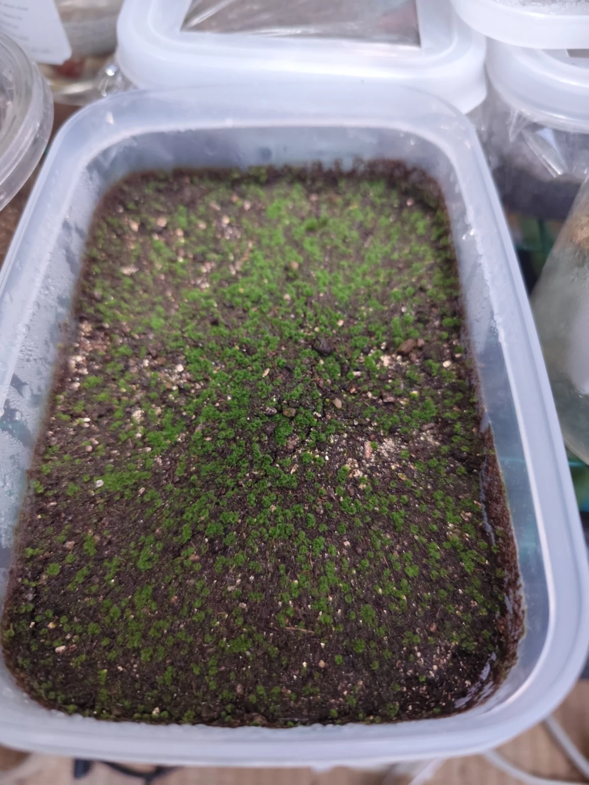 ビカクシダ　胞子培養