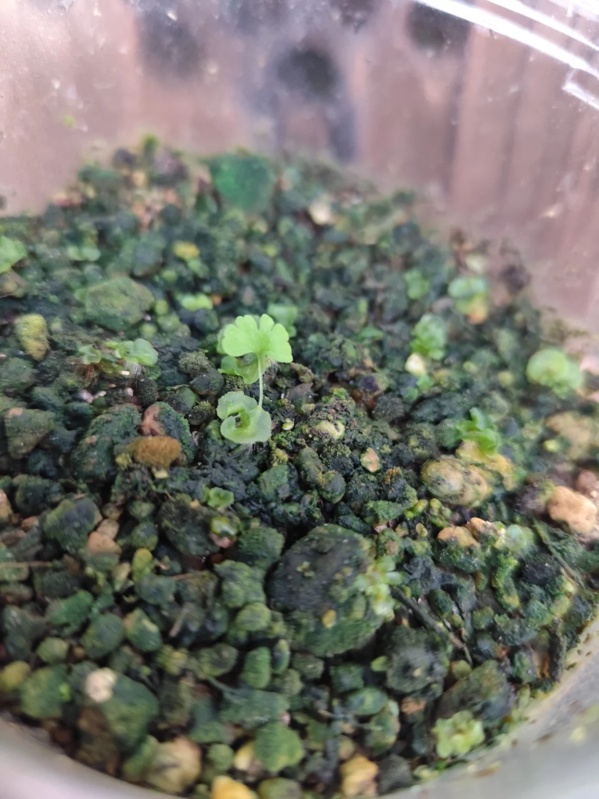 リュウビンタイ　胞子培養