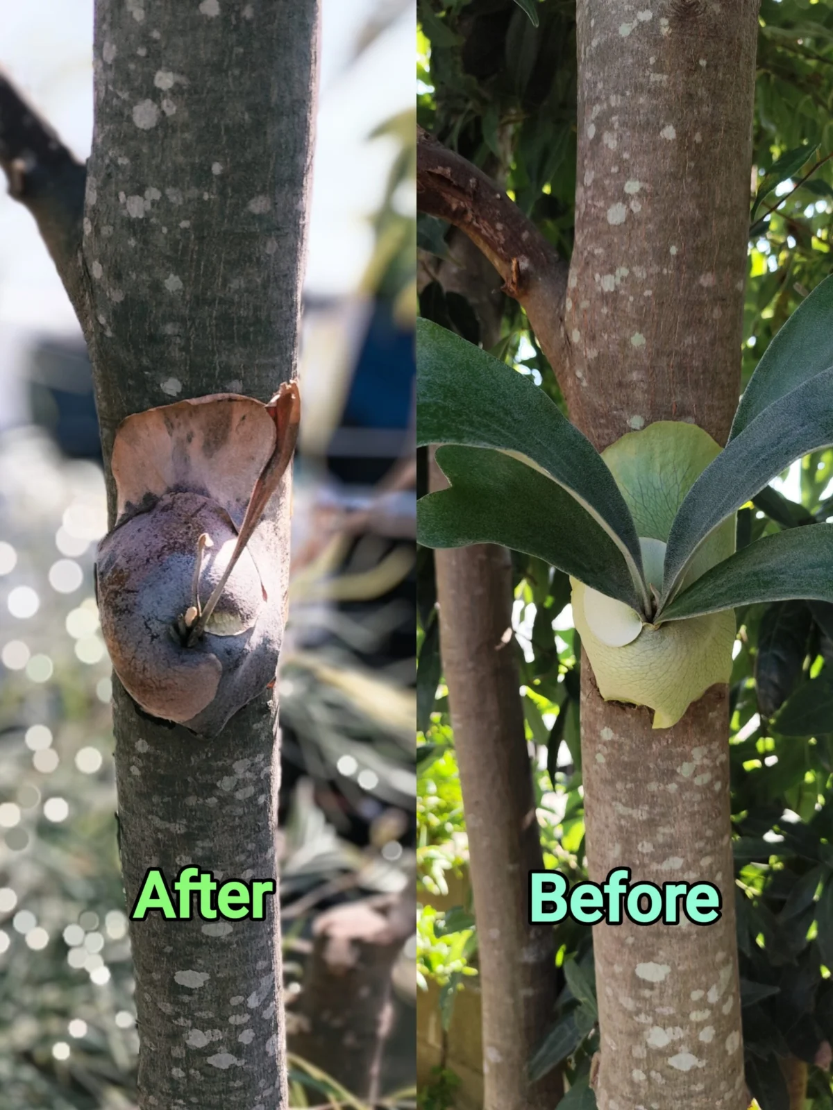 ビカクシダ・ネザーランド