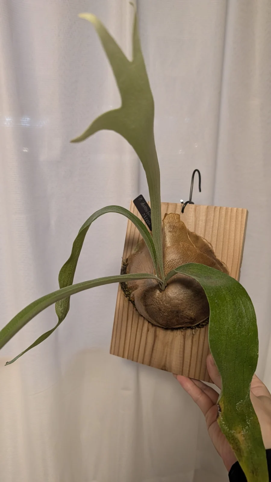 ビカクシダ ディバーシフォリウム ｘウィリンくるくる