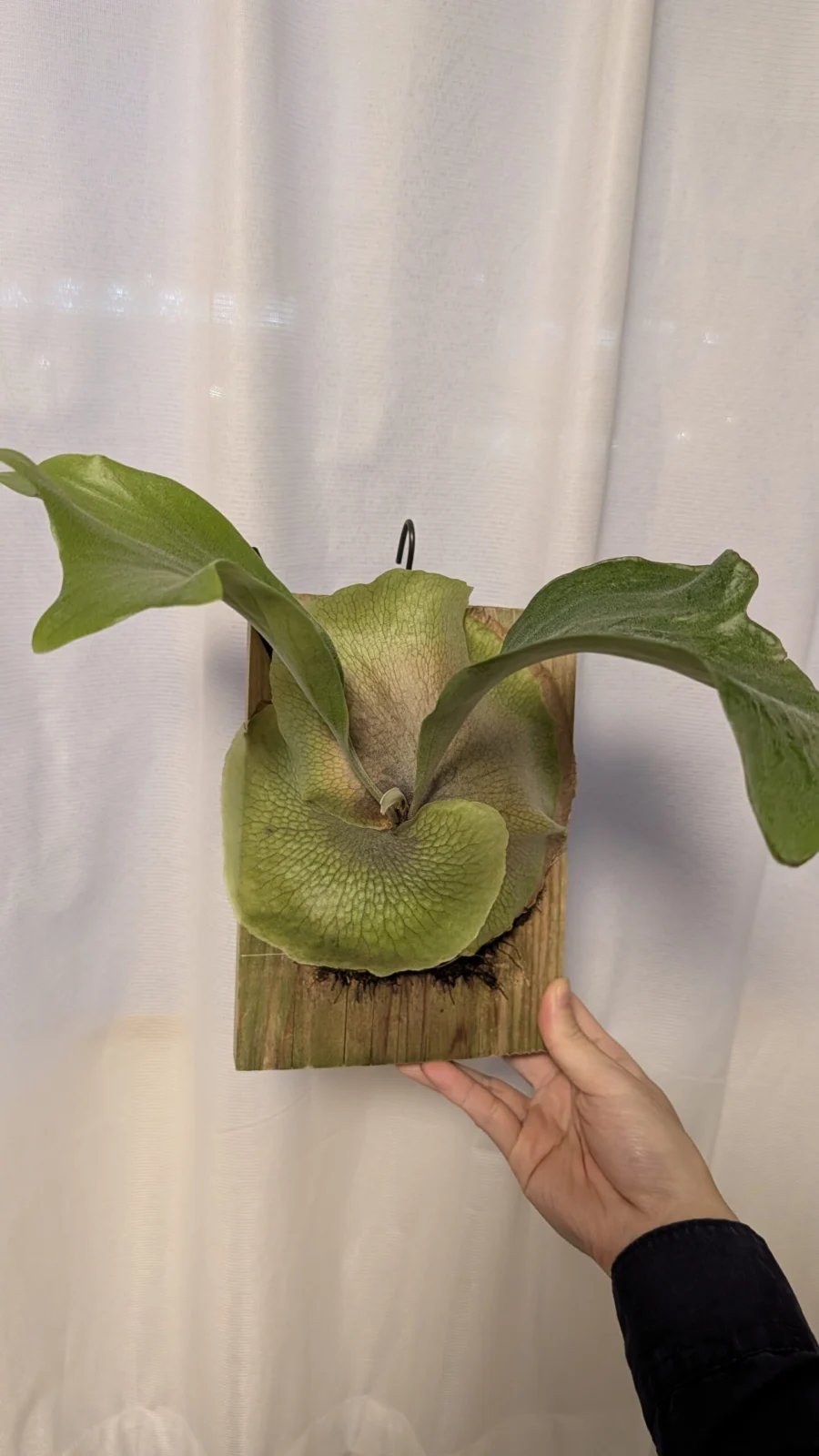 ビカクシダ / 広葉 ｘ ブルーミー