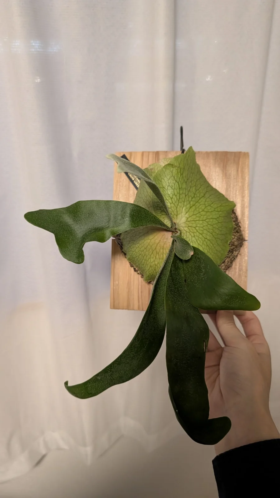 ビカクシダ / ウィリンキー