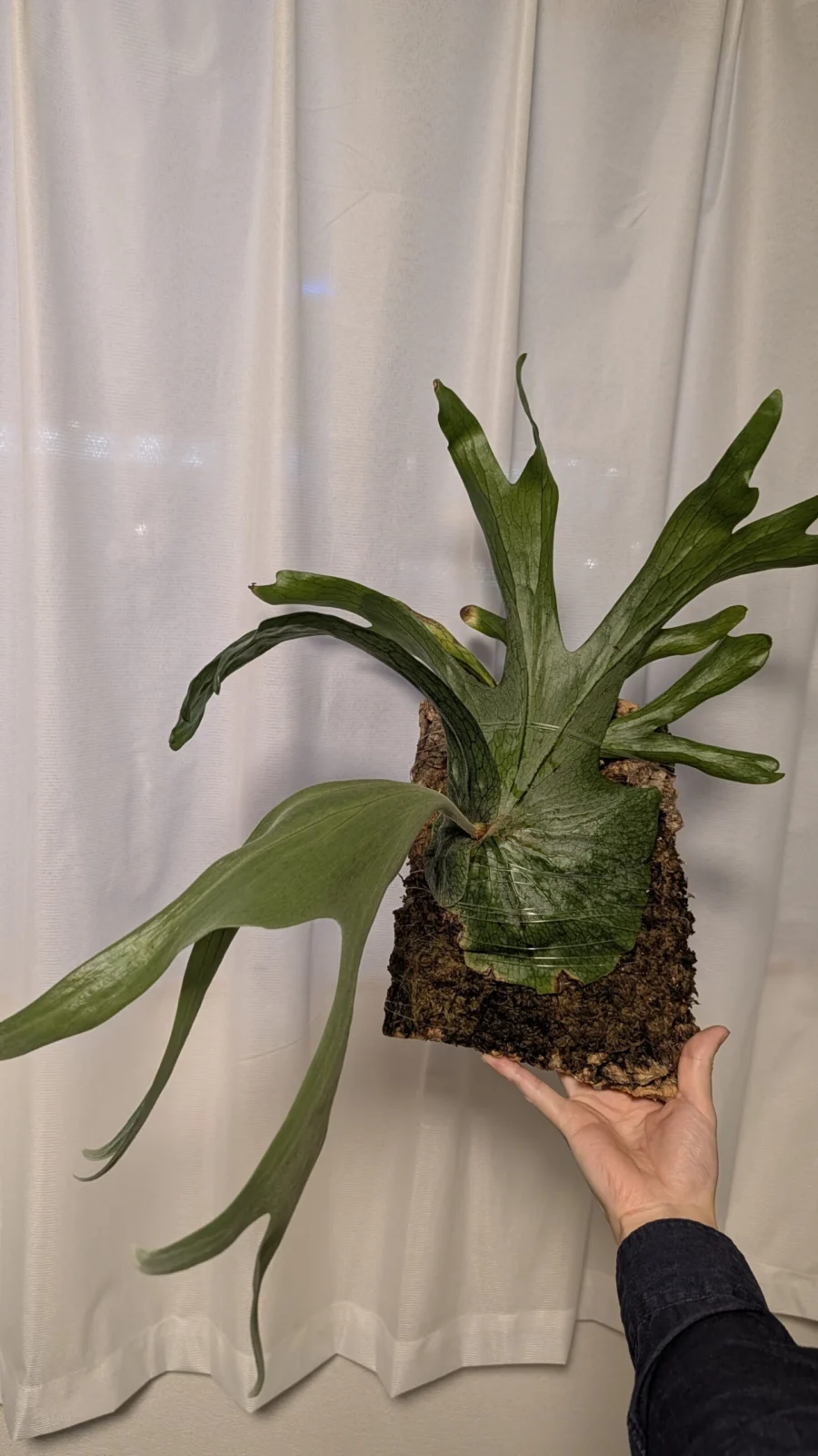 ビカクシダ/スーパーバム