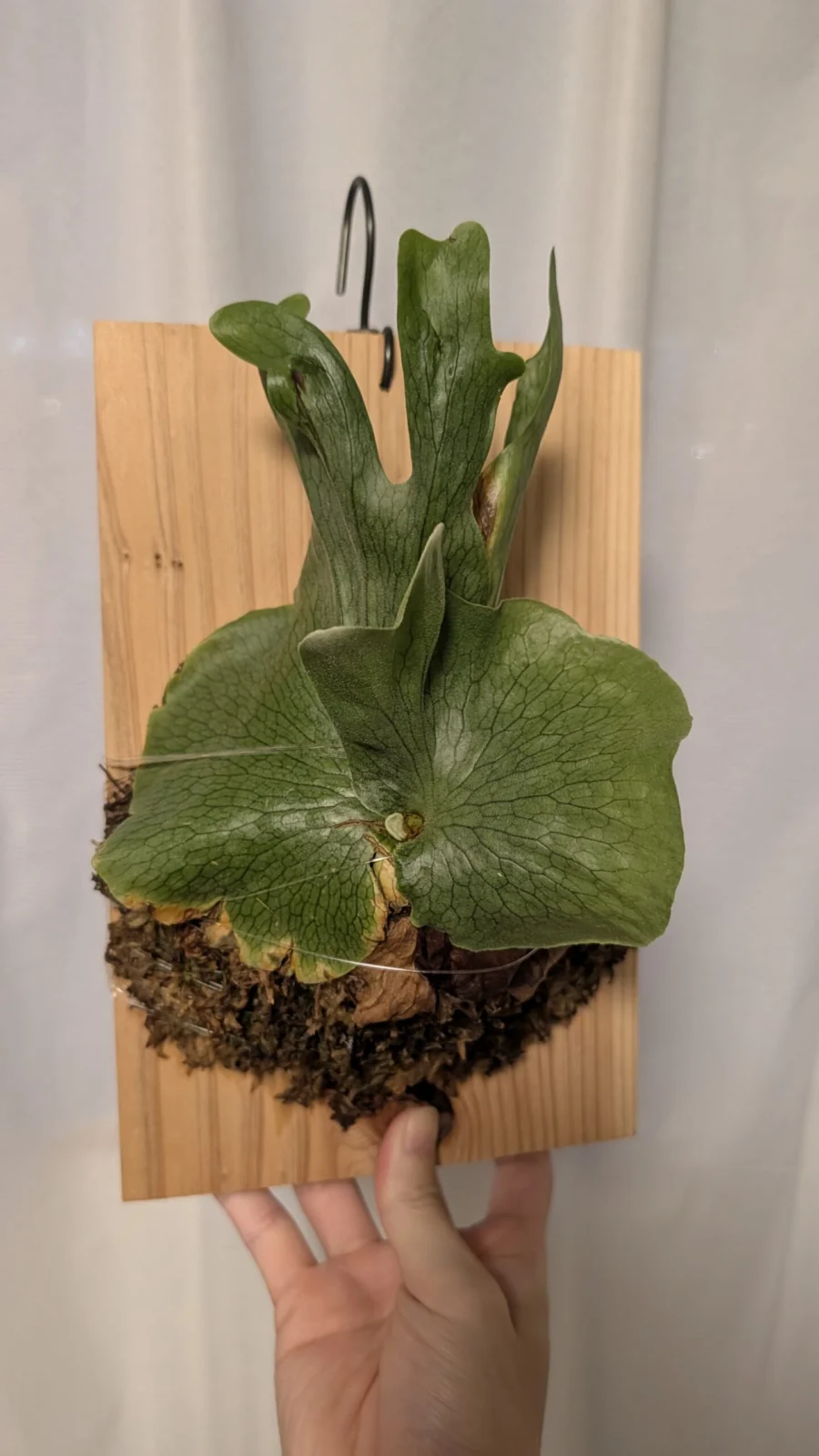 ビカクシダ / ワンダエ