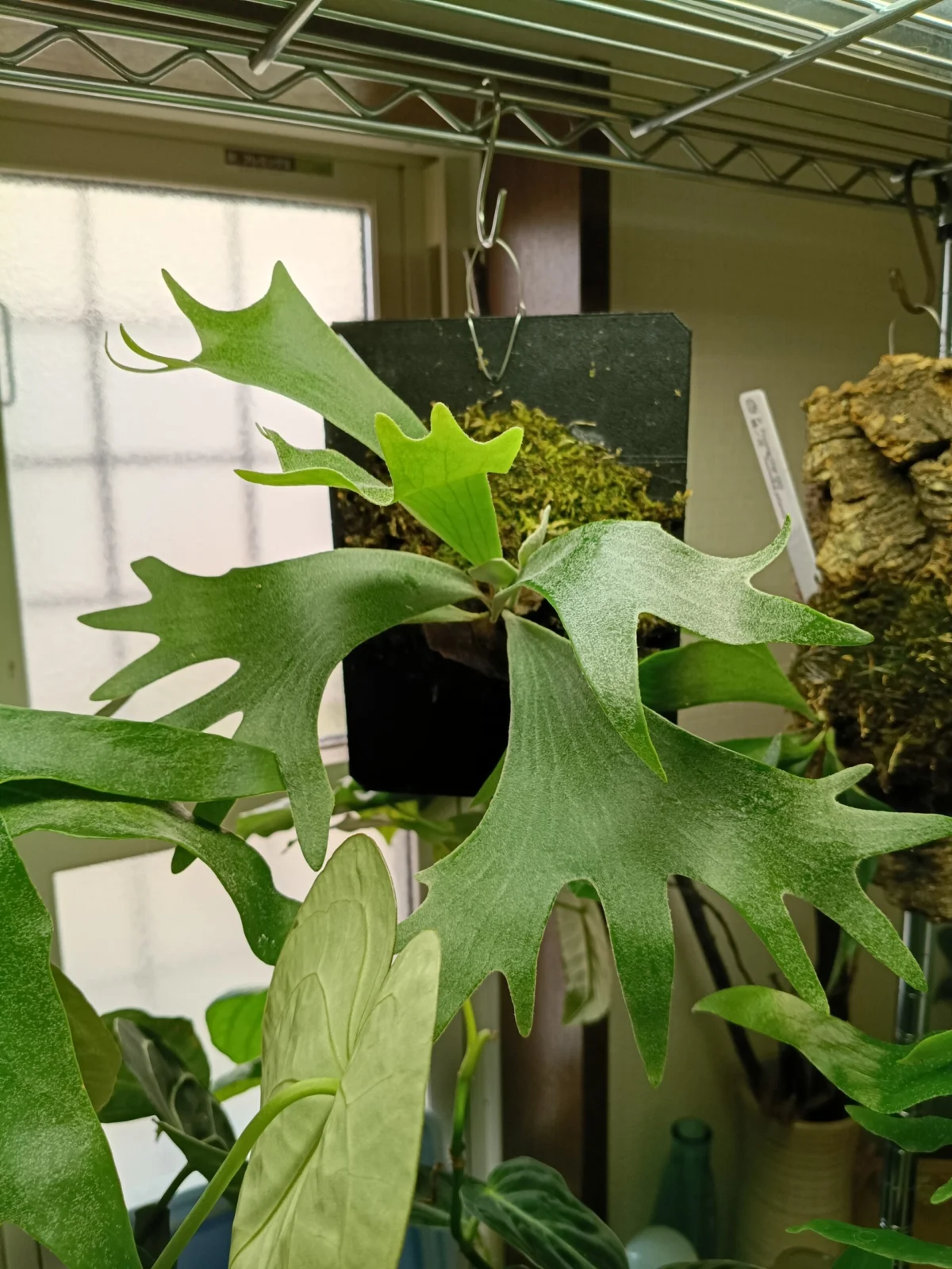 ビカクシダ – Plants Navi