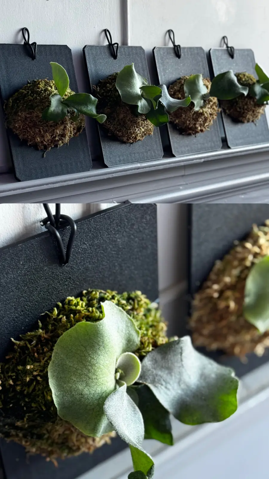 ビカクシダ　MY スポア