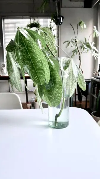 パキラ ミルキーウェイ #2