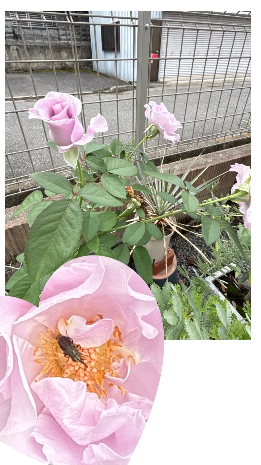 薔薇　エターナル