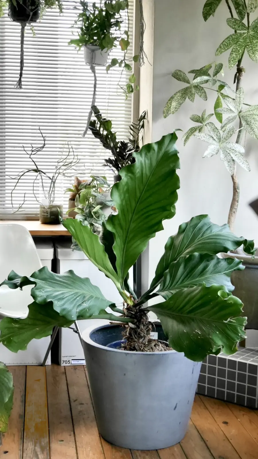 アンスリウム フーケリー #1