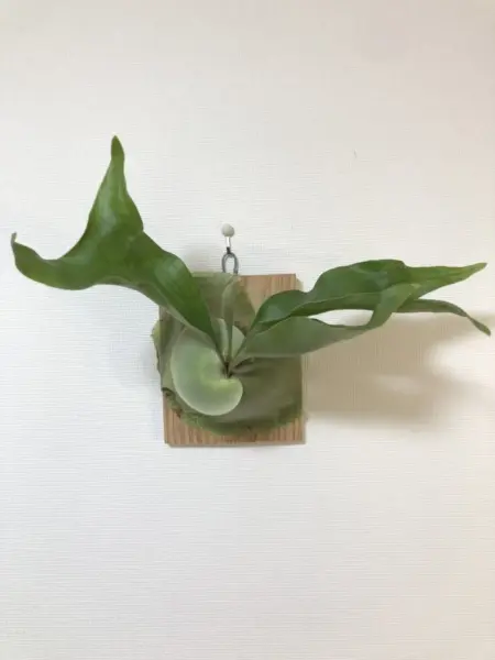 ビカクシダ　キリン