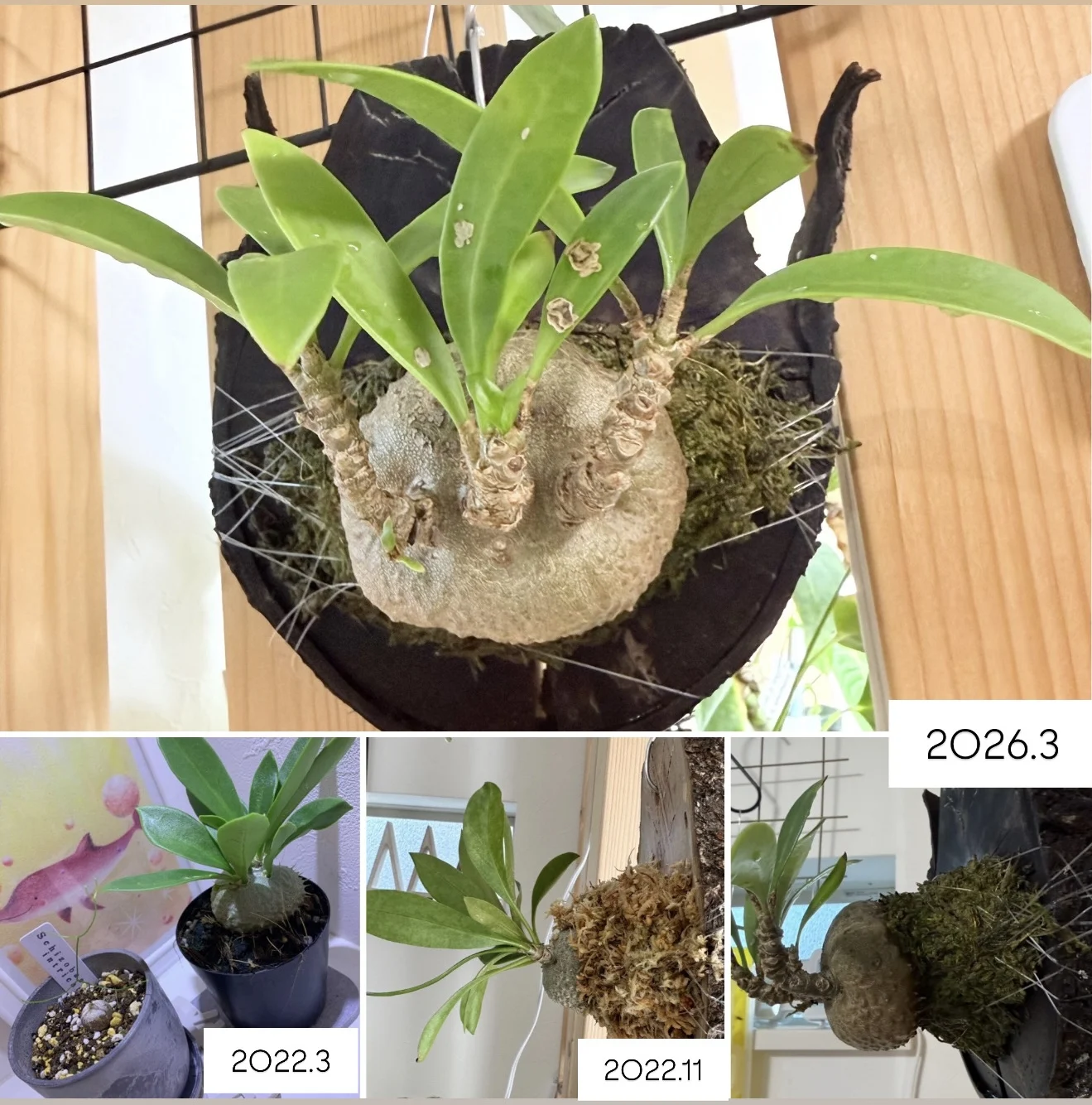 ミルメコデイア　ベッカリー　アリ植物