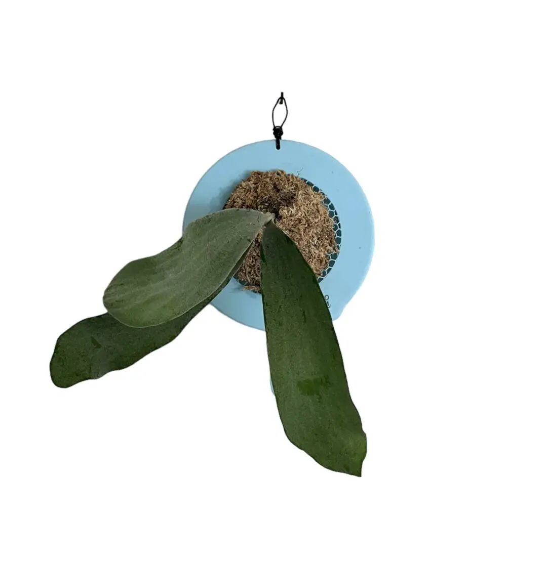 オモ　ホワイトラバー