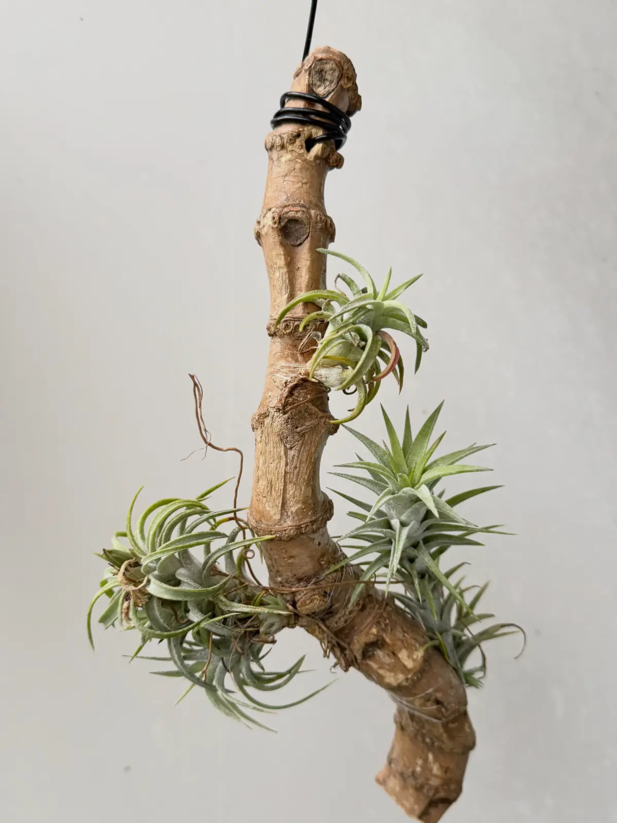 ティランジア バンハイニンギー