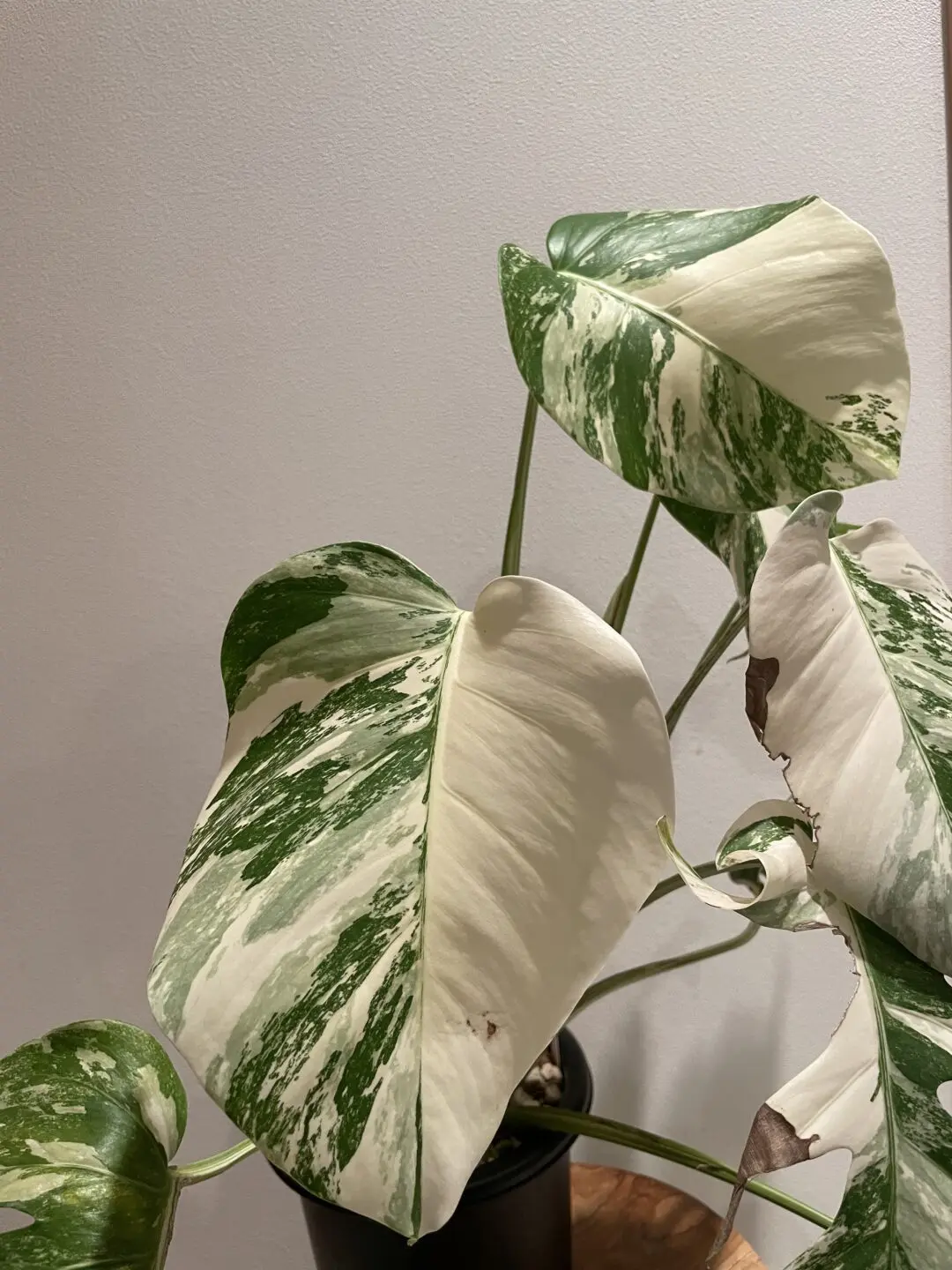 モンステラ　デリシオーサ　ボルシギアナ　