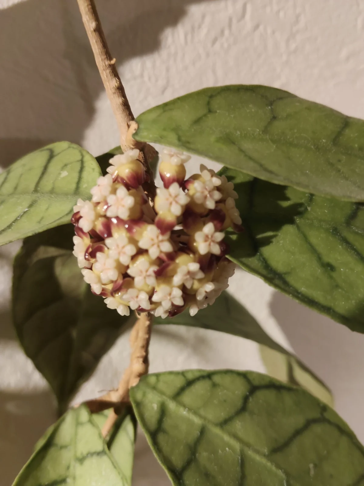 ホヤ カリストフィラ 花