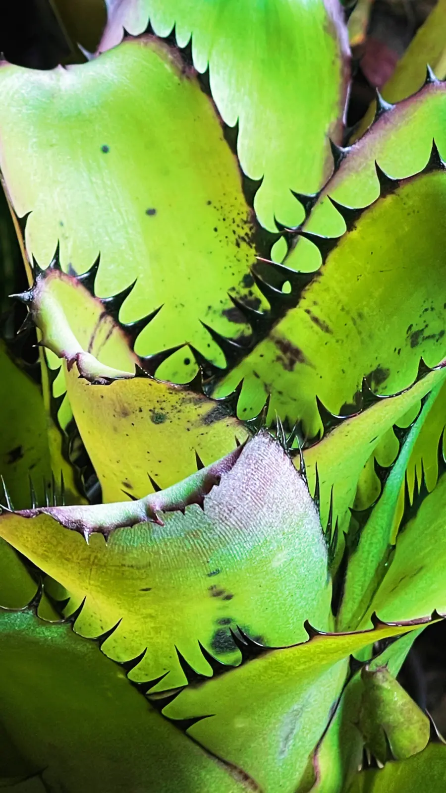 ビルベルギア　サンデリアナ　冬越し中