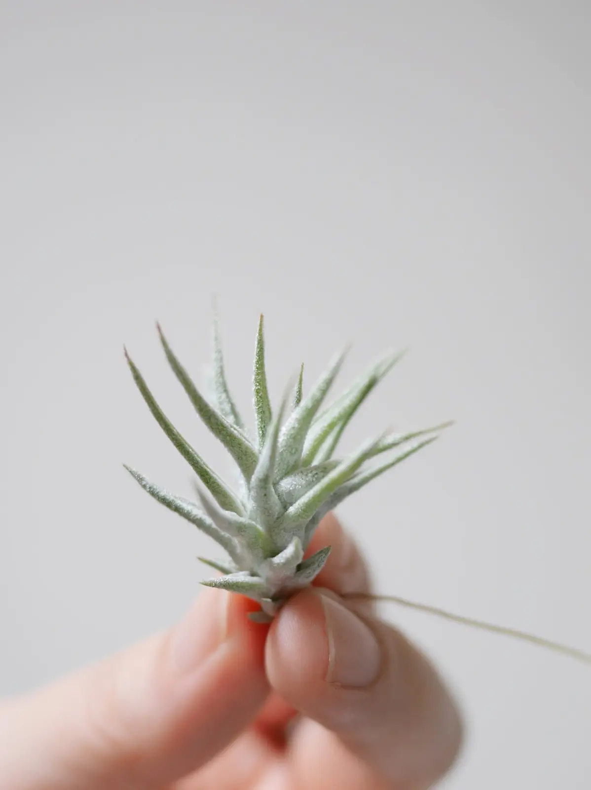 ティランジア　バンハイニンギー　スミデロキャニオン　チャパスメキシコ